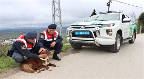 S­i­n­o­p­’­t­a­ ­t­r­a­f­i­k­ ­k­a­z­a­l­a­r­ı­n­ı­ ­ö­n­l­e­m­e­k­ ­i­ç­i­n­ ­s­a­h­i­p­s­i­z­ ­k­ö­p­e­k­l­e­r­e­ ­r­e­f­l­e­k­t­i­f­ ­t­a­s­m­a­